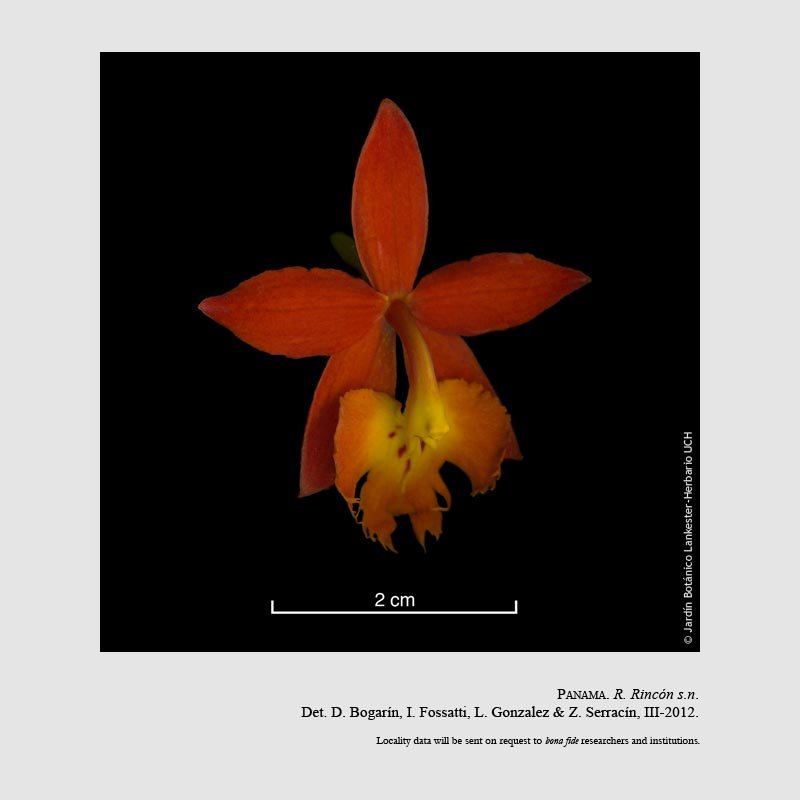 Epidendrum radicans